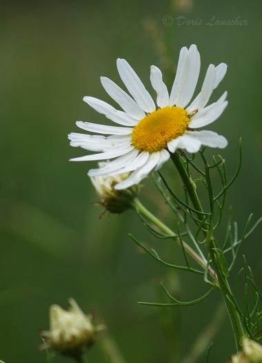 Kamillenblüte