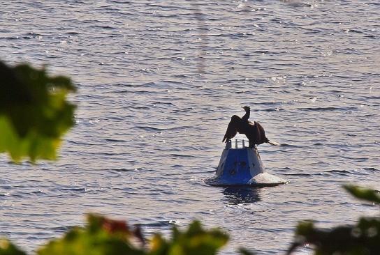 Trockenprogramm eines Kormoran