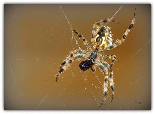 Spinne bei einer Mahlzeit