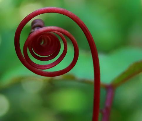 Rankhilfe einer Clematis