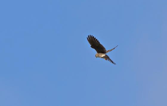 Turmfalke