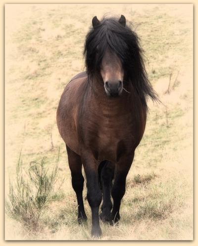 Pony mit Durchblick :-)