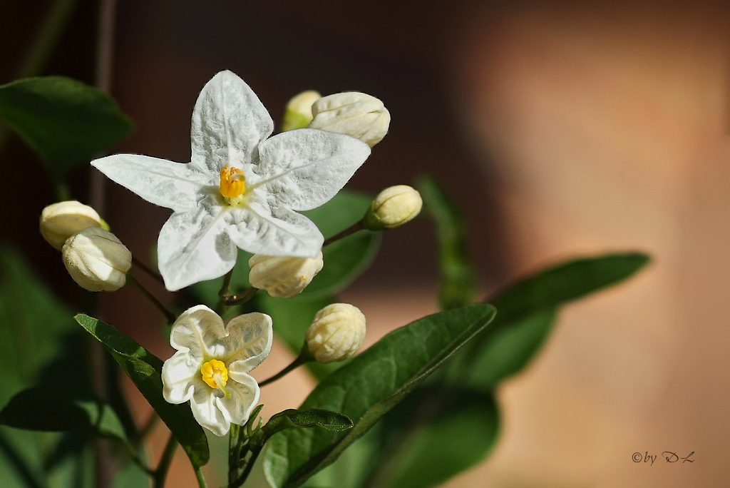 Jasmin
