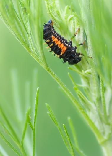 Larve eines asiatischen Marienkäfers