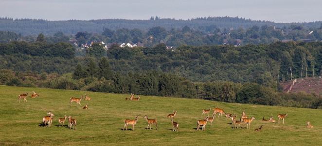 Rotwild auf  der Dreiborner Hochebene