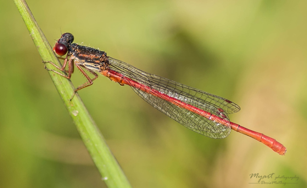 Scharlachlibelle