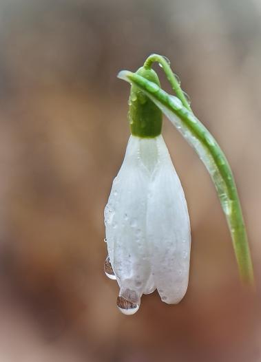 Schneeglöckchen im Morgentau