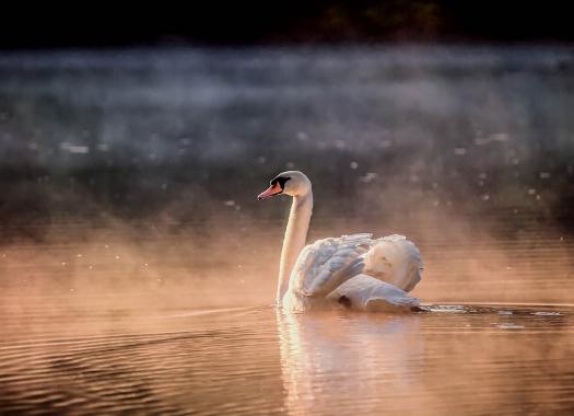 April 2014: Schwan in der frühen Morgensonne auf dem Rursee