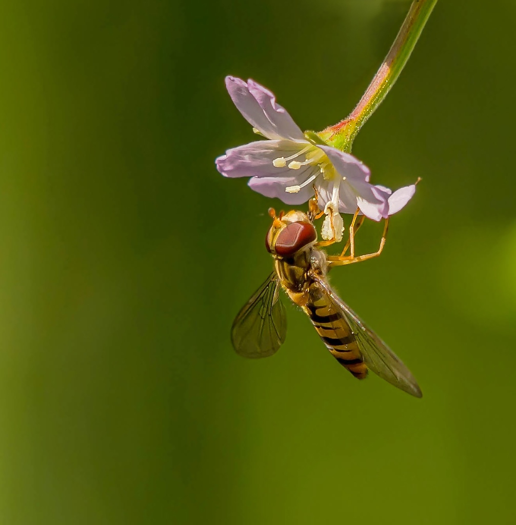Schwebefliege 