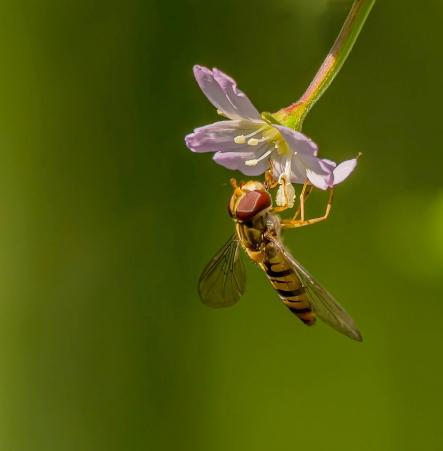 Schwebefliege 