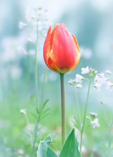 Tulpe im Garten