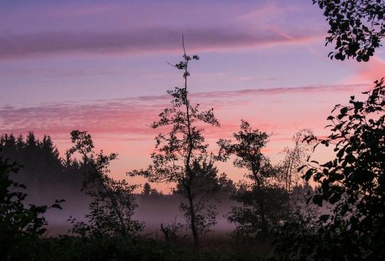 Früh morgens im September im "Hohen Venn" bei Konzen