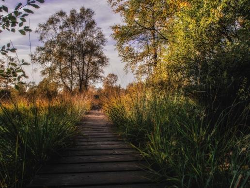 Der Weg durchs Venn