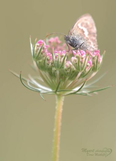 Landkärtchen auf wilde Möhre