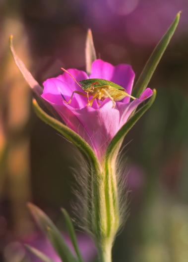 Wanze auf Gartenblümchen