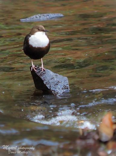 Wasseramsel