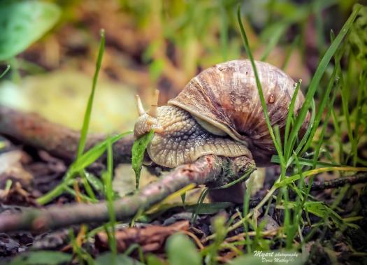 Weinbergschnecke